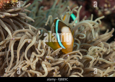 Arancione anemonefish alettato (Amphiprion chrysopterus) nasconde in anemone. Foto Stock