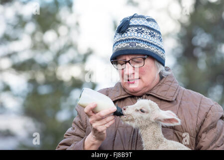 Donna biberon un agnello. Foto Stock