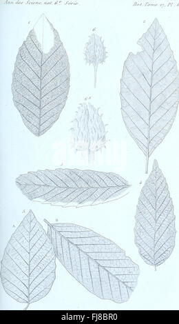 Annales des Sciences Naturelles Botaniques, 1884, che presenta studi botanici e scoperte, comprese le specie vegetali e i loro ruoli ecologici Foto Stock