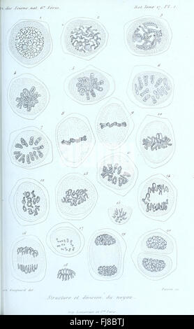 Annales des Sciences Naturelles Botaniques (1884): Un giornale botanico della fine del XIX secolo Foto Stock