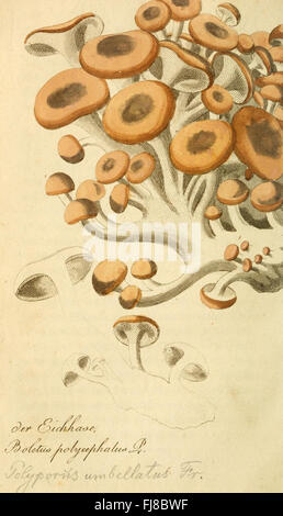 Die Essbaren Schwämme des Oesterreichischen Kaiserstaates, un'opera pittorica che presenta illustrazioni di funghi commestibili trovati nell'Impero austriaco. Foto Stock