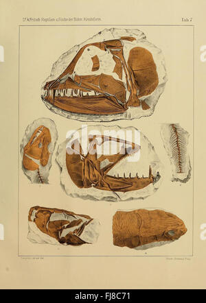 Die reptilien und fische der bC3B6hmischen kreideformation Foto Stock