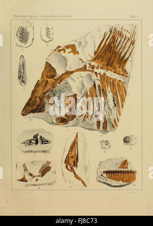 Die reptilien und fische der bC3B6hmischen kreideformation Foto Stock