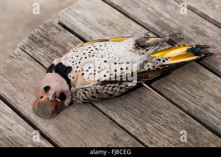 Morto sfarfallio settentrionale bird (Colaptes auratus) - Virginia STATI UNITI D'AMERICA Foto Stock