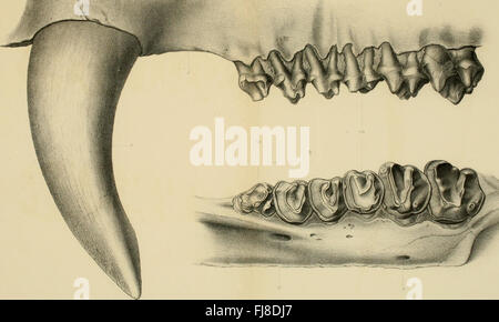 Dinocerata - una monografia di un ordine estinto di giganteschi mammiferi (1886) Foto Stock