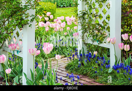 Rosa tulipani e giacinti d'uva nella primavera del giardino con percorso di mattoni. Foto Stock