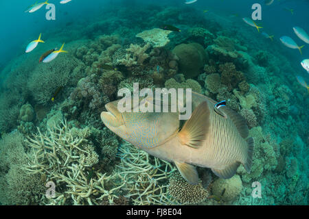 Maschio adulto Un pesce napoleone (Cheilinus undulatus) nella barriera corallina Foto Stock