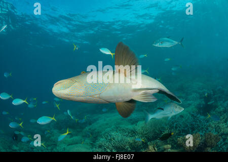Maschio adulto Un pesce napoleone (Cheilinus undulatus) nella barriera corallina Foto Stock