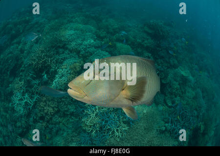 Maschio adulto Un pesce napoleone (Cheilinus undulatus) nella barriera corallina Foto Stock