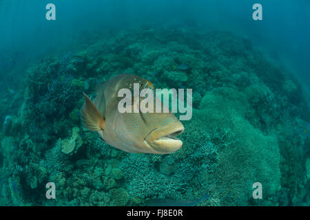 Maschio adulto Un pesce napoleone (Cheilinus undulatus) nella barriera corallina Foto Stock