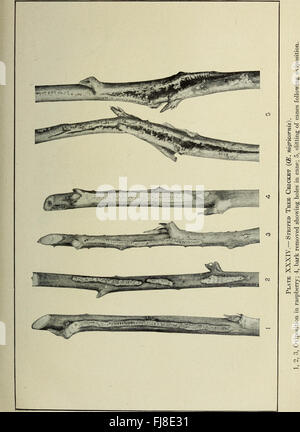 Un rapporto storico che descrive le attività della New York Agricultural Experiment Station, fornendo informazioni sui progressi e gli esperimenti agricoli del 1914. Foto Stock