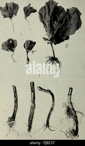 Questo documento della New York Agricultural Experiment Station, datato 1914, è un rapporto annuale che descrive le ricerche, i risultati e le attività della stazione. Offre approfondimenti sui progressi e gli studi agricoli dei primi anni del XX secolo, mettendo in evidenza l'importanza della scienza agricola in quell'epoca. Foto Stock