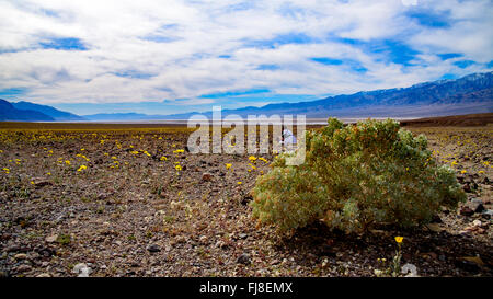 Donna fotografare fiori selvatici nel deserto sotto il cielo blu con nuvole bianche. Deserto Verde arbusto. Foto Stock