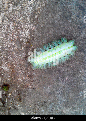 Un verde brillante Caterpillar in 拉拉山 Park Foto Stock