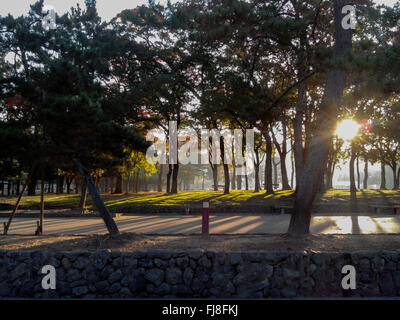 Campagna giapponese Foto Stock