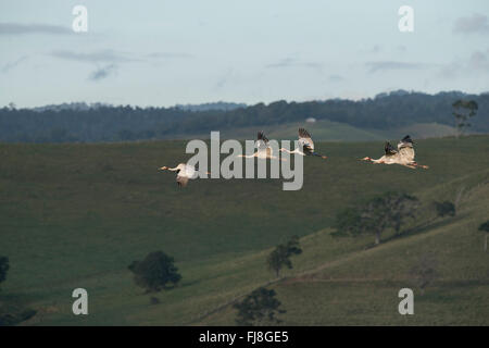 Gru Sarus volare al mattino da Bromfield palude. L Australia ha due gru, Brolga Grus rubicunda e più rara gru Sarus Grus antigone. Il Brolga è Nuova Guinea solo gru, vivono principalmente nelle pianure Trans-Fly di Papua Nuova Guinea e in Irian Jaya, Indonesia. Sebbene Brolgas occasionalmente sono stati registrati nello Stretto di Torres, vi è apparentemente non regolari o di migrazione sono incrociati tra la Nuova Guinea e Brolgas Australiano. La Gru Sarus si verifica in India, Sud-est asiatico e Australia. Studi genetici indicano che più di 30.000 anni poiché australiano gru Sarus interbre Foto Stock