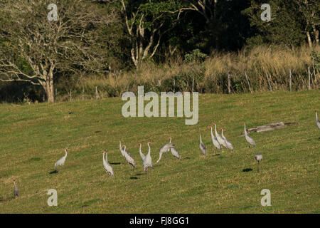 Brolgas pronto a volare in mattinata da Bromfield palude. L Australia ha due gru, Brolga Grus rubicunda e più rara gru Sarus Grus antigone. Il Brolga è Nuova Guinea solo gru, vivono principalmente nelle pianure Trans-Fly di Papua Nuova Guinea e in Irian Jaya, Indonesia. Sebbene Brolgas occasionalmente sono stati registrati nello Stretto di Torres, vi è apparentemente non regolari o di migrazione sono incrociati tra la Nuova Guinea e Brolgas Australiano. La Gru Sarus si verifica in India, Sud-est asiatico e Australia. Studi genetici indicano che più di 30.000 anni poiché australiano gru Sarus inte Foto Stock