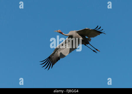 Gru Sarus volare al mattino da Bromfield palude. L Australia ha due gru, Brolga Grus rubicunda e più rara gru Sarus Grus antigone. Il Brolga è Nuova Guinea solo gru, vivono principalmente nelle pianure Trans-Fly di Papua Nuova Guinea e in Irian Jaya, Indonesia. Sebbene Brolgas occasionalmente sono stati registrati nello Stretto di Torres, vi è apparentemente non regolari o di migrazione sono incrociati tra la Nuova Guinea e Brolgas Australiano. La Gru Sarus si verifica in India, Sud-est asiatico e Australia. Studi genetici indicano che più di 30.000 anni poiché australiano gru Sarus interbre Foto Stock