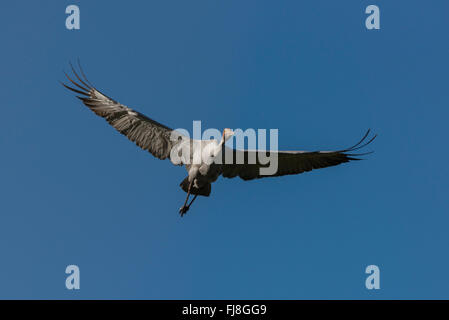 Brolgas volare al mattino da Bromfield palude. L Australia ha due gru, Brolga Grus rubicunda e più rara gru Sarus Grus antigone. Il Brolga è Nuova Guinea solo gru, vivono principalmente nelle pianure Trans-Fly di Papua Nuova Guinea e in Irian Jaya, Indonesia. Sebbene Brolgas occasionalmente sono stati registrati nello Stretto di Torres, vi è apparentemente non regolari o di migrazione sono incrociati tra la Nuova Guinea e Brolgas Australiano. La Gru Sarus si verifica in India, Sud-est asiatico e Australia. Studi genetici indicano che più di 30.000 anni poiché australiano gru Sarus interbred wit Foto Stock