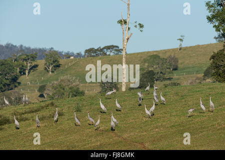 Gru pronto a volare in mattinata da Bromfield palude. L Australia ha due gru, Brolga Grus rubicunda e più rara gru Sarus Grus antigone. Il Brolga è Nuova Guinea solo gru, vivono principalmente nelle pianure Trans-Fly di Papua Nuova Guinea e in Irian Jaya, Indonesia. Sebbene Brolgas occasionalmente sono stati registrati nello Stretto di Torres, vi è apparentemente non regolari o di migrazione sono incrociati tra la Nuova Guinea e Brolgas Australiano. La Gru Sarus si verifica in India, Sud-est asiatico e Australia. Studi genetici indicano che più di 30.000 anni poiché australiano gru Sarus inter Foto Stock