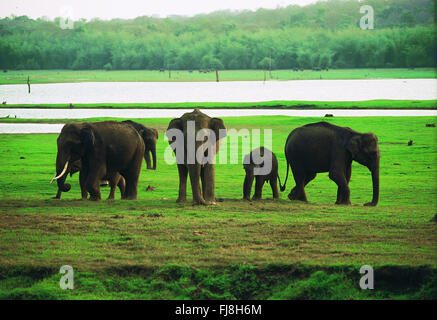 Gli elefanti nel serbatoio kabini, Karnataka, India, Asia Foto Stock