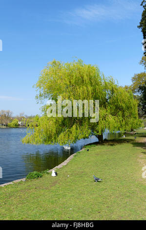 Salice piangente tree (Salix babylonica) Roath Park Lake, Cardiff, Galles del Sud, Regno Unito. Foto Stock