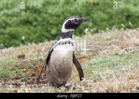 Magellanic penguin (Spheniscus magellanicus) adulto vicino a colonia di allevamento nelle isole Falkland Foto Stock