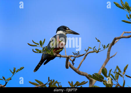 Di inanellare Kingfisher, adulti sul ramo, Pantanal, Mato Grosso, Brasile, Sud America / (Ceryle torquata) Foto Stock