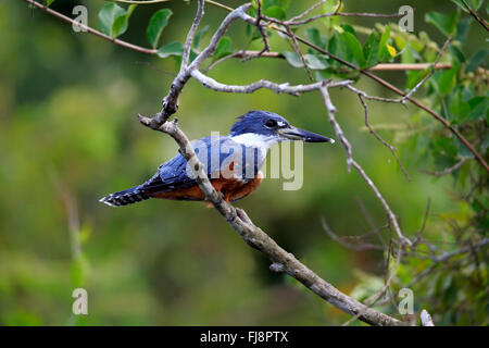 Di inanellare Kingfisher, adulti sul ramo, Pantanal, Mato Grosso, Brasile, Sud America / (Ceryle torquata) Foto Stock