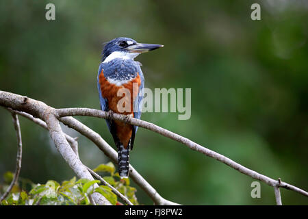 Di inanellare Kingfisher, adulti sul ramo, Pantanal, Mato Grosso, Brasile, Sud America / (Ceryle torquata) Foto Stock