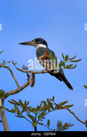 Di inanellare Kingfisher, adulti sul ramo, Pantanal, Mato Grosso, Brasile, Sud America / (Ceryle torquata) Foto Stock