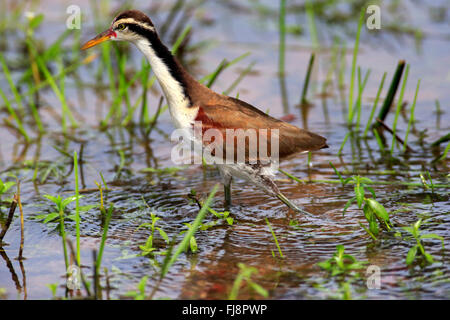 Wattled Jacana, subadult alla ricerca di cibo in acqua, Pantanal, Mato Grosso, Brasile, Sud America / (Jacana jacana) Foto Stock