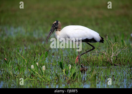 Il legno di Cicogna, adulti sul prato alla ricerca di cibo, Pantanal, Mato Grosso, Brasile, Sud America / (Mycteria americana) Foto Stock