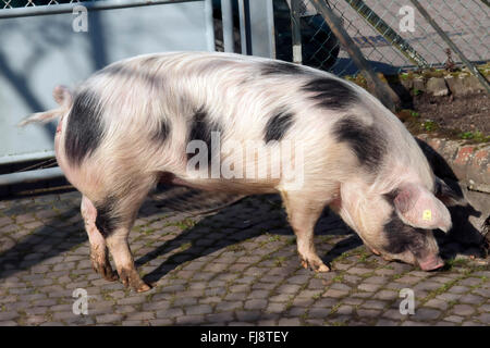 Buntes Bentheimer Schwein, Sus scrofa domesticus Foto Stock