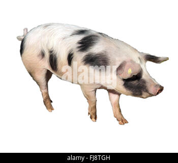 Buntes Bentheimer Schwein, Sus scrofa domesticus, Foto Stock