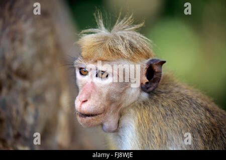 Red Monkey, adulti ritratto, Yala Nationalpark, Sri Lanka asia / (Macaca sinica) Foto Stock