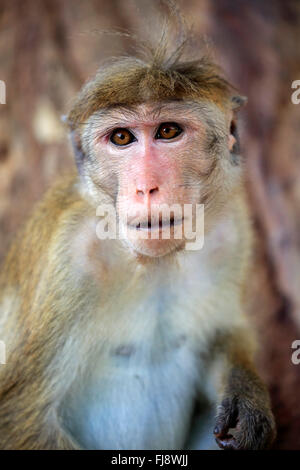 Red Monkey, adulti ritratto, Yala Nationalpark, Sri Lanka asia / (Macaca sinica) Foto Stock