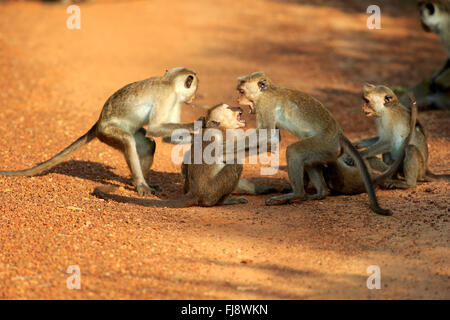 Red Monkey, gruppo di adulti combattimenti, Yala Nationalpark, Sri Lanka asia / (Macaca sinica) Foto Stock