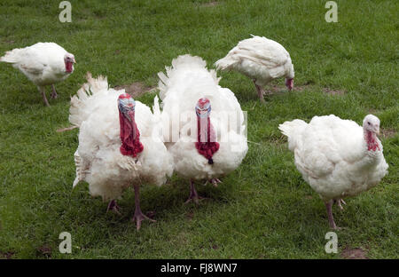 Puten, Meleagris gallopavo, Truthuehner Foto Stock