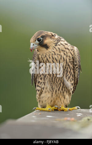 Duck Hawk ( Falco peregrinus ), giovani bird, close-up, si siede sul bordo di un tetto sulla parte superiore di un edificio industriale, la fauna selvatica. Foto Stock