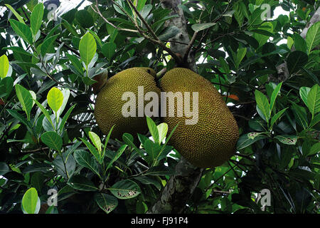 Albero di frutto di Jackfruit, albero di jack, frutta di pane, Artocarpus eterophyllus, India, Asia Foto Stock