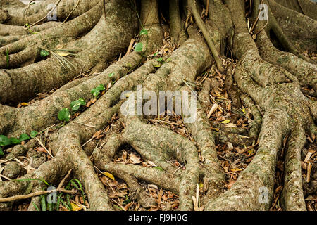 Close-up delle radici degli alberi che si estende dalla struttura ad albero Foto Stock