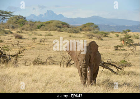 Elefante africano (Loxodonta africana) camminando nell'ambiente, con il monte Kenya in background, Lewa Wildlife Conservancy, Kenya, Foto Stock