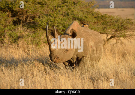 Rinoceronte nero (Diceros simum) in piedi in folte praterie, Lewa Wildlife Conservancy, Kenya, Ottobre Foto Stock