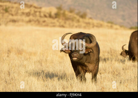 African Buffalo (Syncerus caffer) adulto mangiare erba secca, Lewa Wildlife Conservancy, Kenya, Ottobre Foto Stock