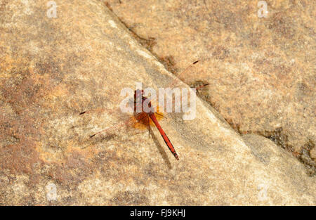 Rosso-venato Dropwing (Trithemis arteriosa) a riposo su roccia, Mathews montagne, Kenya, Ottobre Foto Stock