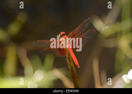 Ampia Scarlet Dragonfly (Crocothemis erythraea, Mathews montagne, Kenya, Ottobre Foto Stock