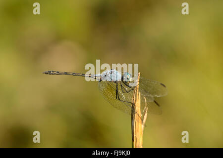 Jaunty Dropwing Dragonfly (Trithemis stictica) Mathews montagne, Kenya, Ottobre Foto Stock