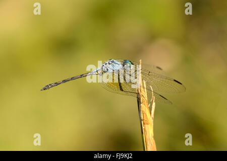 Jaunty Dropwing Dragonfly (Trithemis stictica) Mathews montagne, Kenya, Ottobre Foto Stock