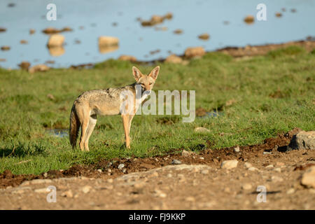 Golden Jackal (Canis aureus) permanente degli adulti da acqua, Shaba riserva nazionale, Kenya, Ottobre Foto Stock